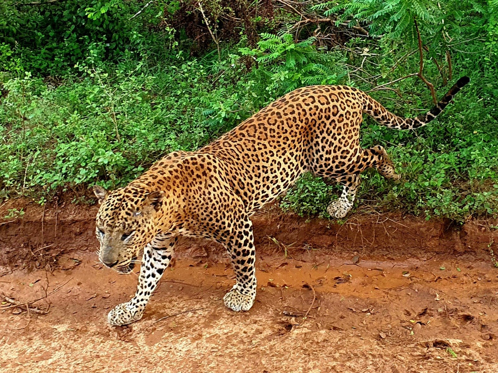10-Day Sri Lanka Cultural & Heritage Tour with Yala Safari